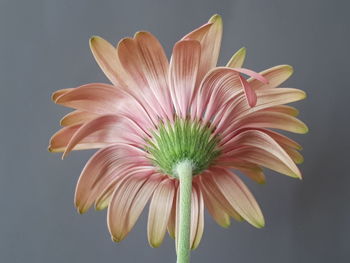 Close-up of flower against white background