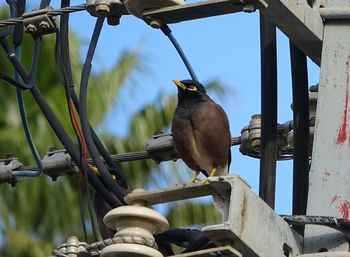 Low angle view of bird perching on feeder