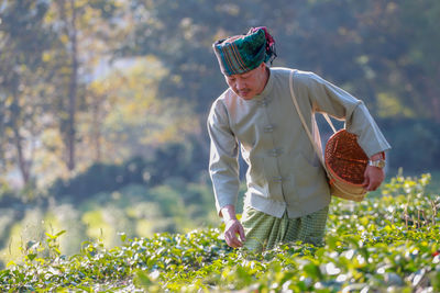 Rear view of young man picking plants