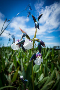 Close-up of white flowering plants on field against sky