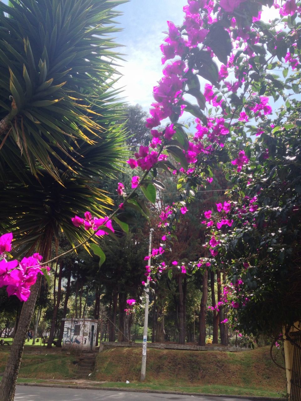 flower, tree, growth, beauty in nature, freshness, nature, pink color, purple, park - man made space, plant, branch, fragility, tranquility, blooming, outdoors, day, no people, in bloom, green color, sunlight