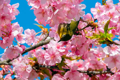 Close-up of bee pollinating on pink cherry blossom