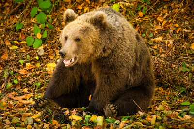 Close-up of a wild bear in the forest