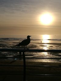 Silhouette bird perching on beach against sky during sunset