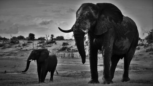 Elephant standing on field against sky