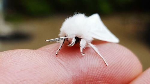 Close-up of hand holding insect