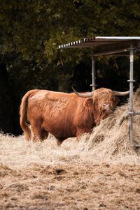 Cattle grazing at farm