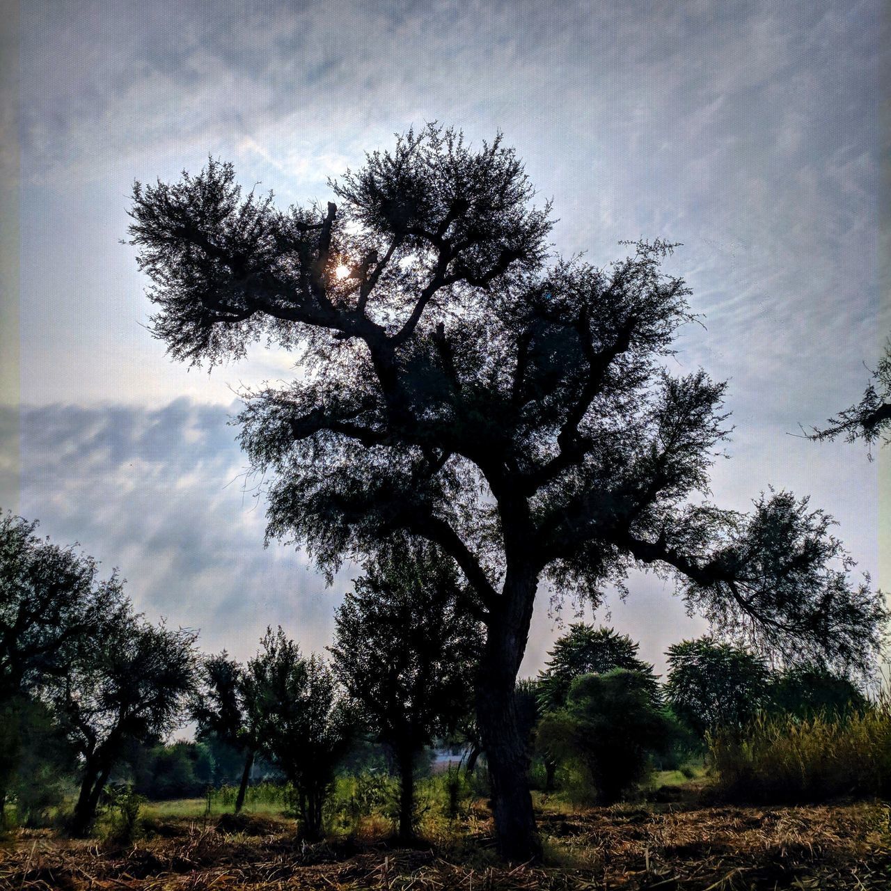 VIEW OF TREES ON FIELD AGAINST SKY