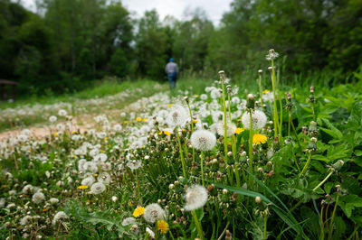 Close-up of white flowering plants on field