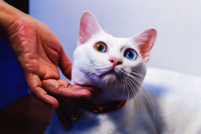 Close-up of cat with hands