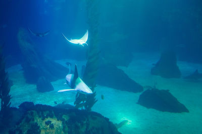 Fish swimming in sea