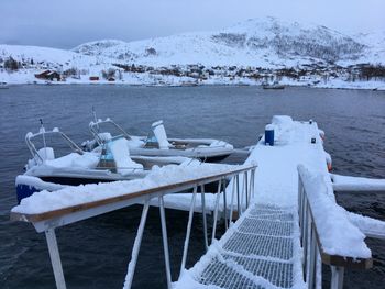 White swans on lake during winter