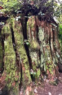 Full frame shot of tree trunk