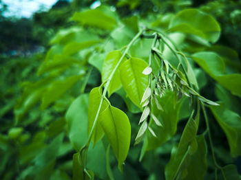 Close-up of green leaves