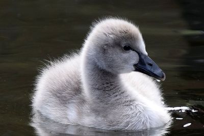Close-up of cygnet swimming with reflection in lake