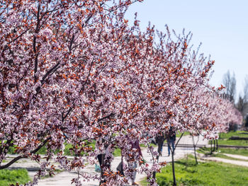 Low angle view of cherry blossoms in spring