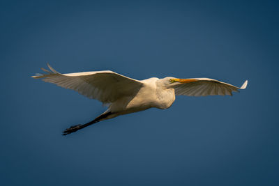 Low angle view of bird flying against clear sky