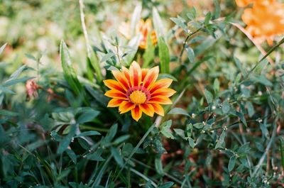 Close-up of orange flower on field