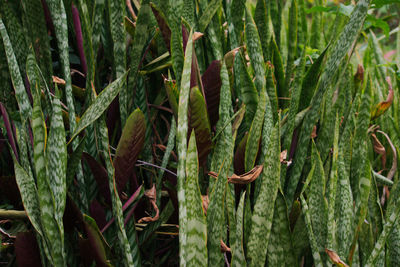 Close-up of plants