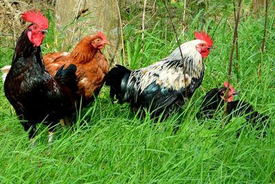 Rooster on grassy field