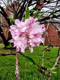 Close-up of pink flowers blooming on tree