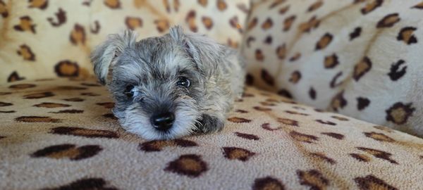 Close-up portrait of dog resting on bed at home