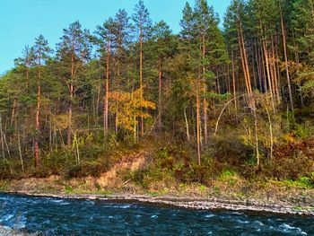 Scenic view of river amidst trees in forest against sky