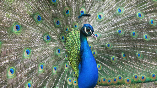 Close-up of peacock