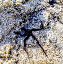 High angle view of lizard on sand