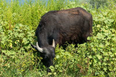 Black horse in a field