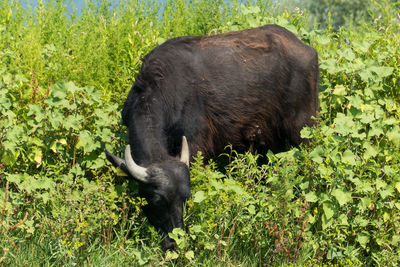 Black horse in a field