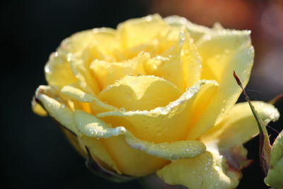 Close-up of yellow rose flower