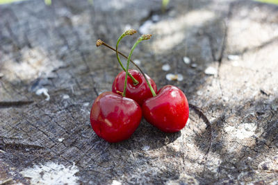 Close-up of red berries on plant