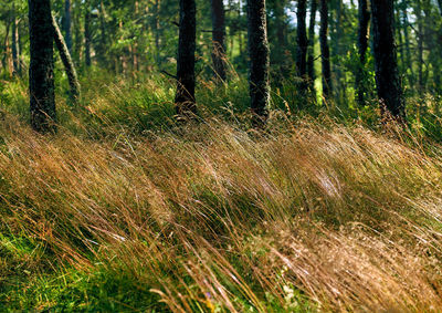 Close-up of grass in forest