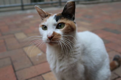 Close-up portrait of cat