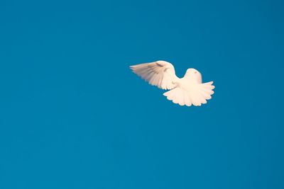 Low angle view of bird flying against blue sky