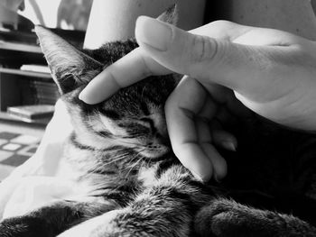 Close-up of hand holding cat