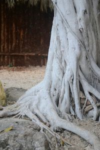 Tree trunk in forest