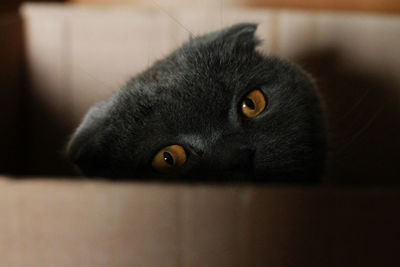 Close-up portrait of cat