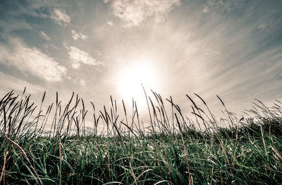 Marram grass on sand dune against sun with halo