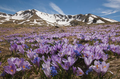 Magic flowering of purple crocus vernus in the italian mountains, abruzzo