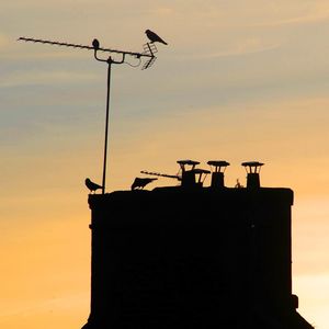 Low angle view of bird perching on a pole