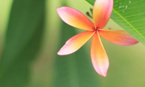 Close-up of flower blooming outdoors