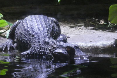 View of turtle swimming in sea