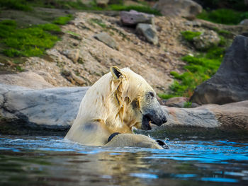 View of a polar bear in water