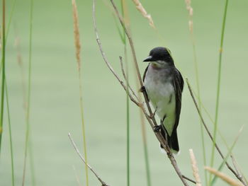 Close-up of eastern kingbird perching on plant