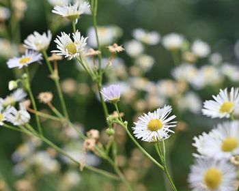 Close-up of white daisy flowers