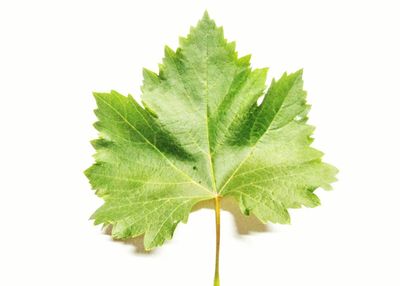Close-up of leaf against white background