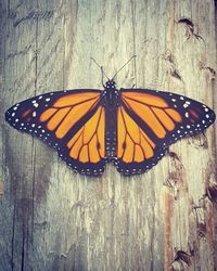 Close-up of butterfly on leaf