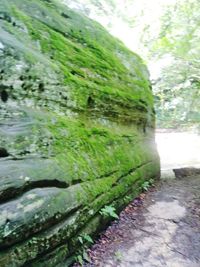 Close-up of moss growing on tree